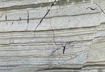 Corteccia